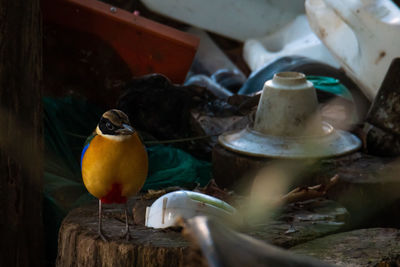High angle view of birds