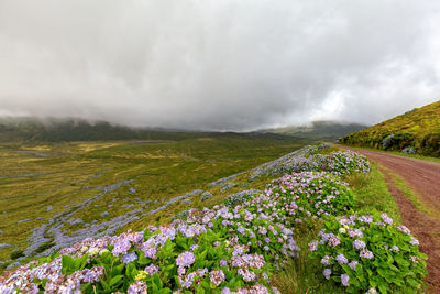 Scenic view of flowering plants on land against sky