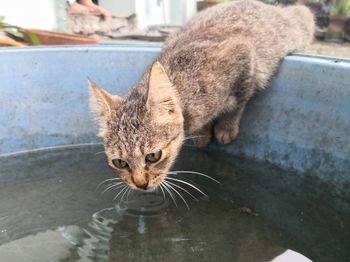 High angle portrait of a cat drinking water