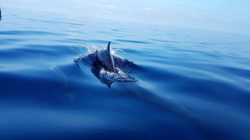 View of dolphin swimming in sea