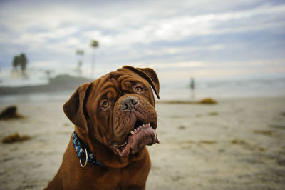Portrait of french mastiff at beach