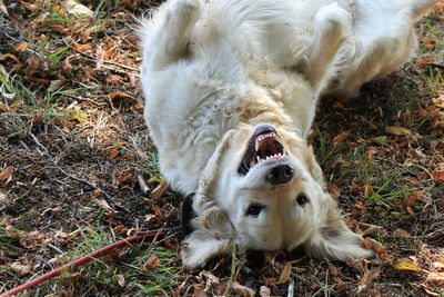 Portrait of a happy dog lying on land