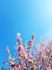 Low angle view of pink flowering plant against blue sky