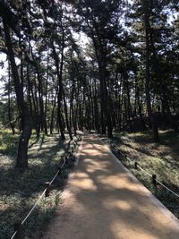 Footpath amidst trees in forest