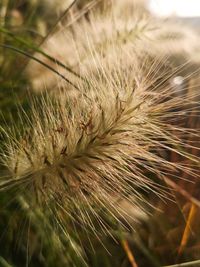 Close-up of dandelion on field