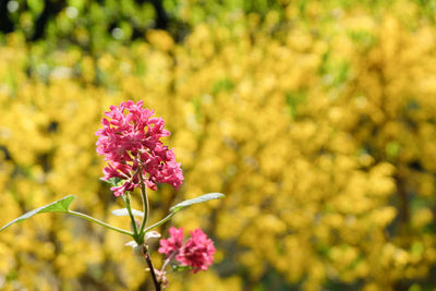 Close-up of pink flowering plant