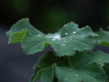 Close-up of wet plant leaves