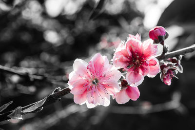 Close-up of pink cherry blossom