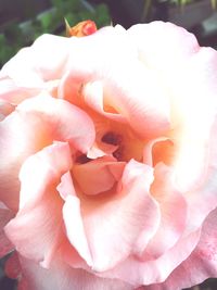 Close-up of pink rose