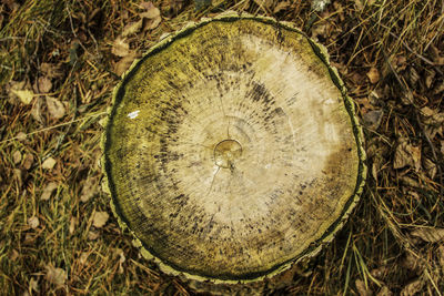 High angle view of tree stump in forest