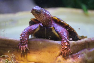 Close-up of turtle in sea