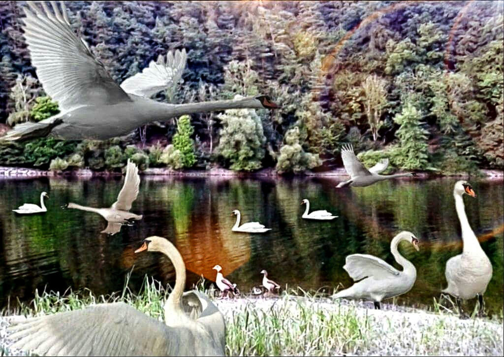 bird, animals in the wild, animal themes, lake, animal wildlife, nature, water, swan, reflection, day, no people, spread wings, water bird, outdoors, flying, beak, swimming, large group of animals, beauty in nature, tree