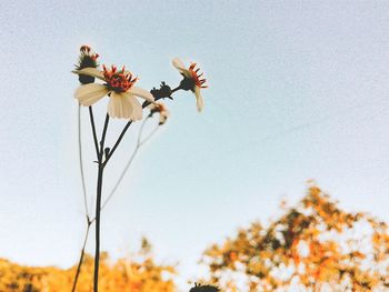 Low angle view of flowers blooming against clear sky