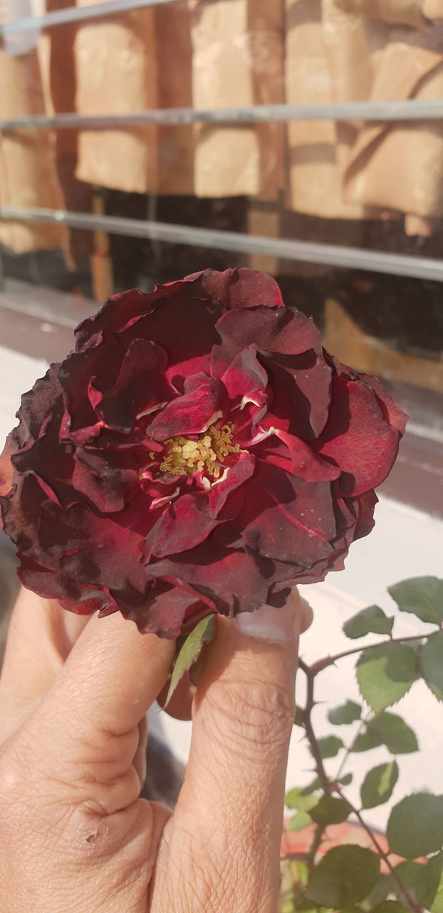 CLOSE-UP OF PERSON HOLDING ROSE BOUQUET