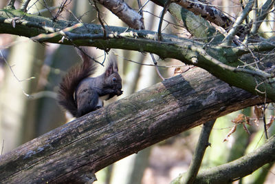 Low angle view of monkey on tree