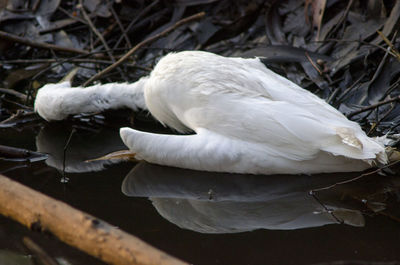 Close-up of white bird