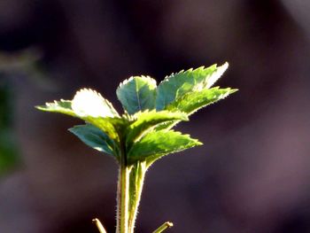 Close-up of wet plant