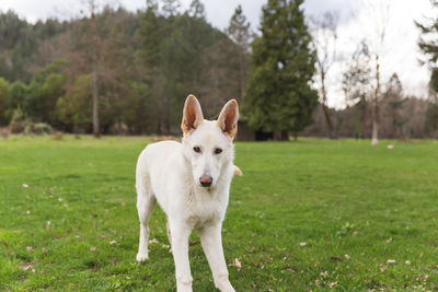 Portrait of dog on field