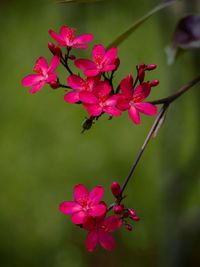 Close-up of pink flower