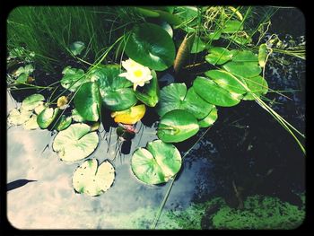 Lotus water lily in pond