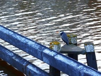 Bird perching in water