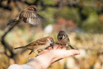 Close-up of hand holding bird