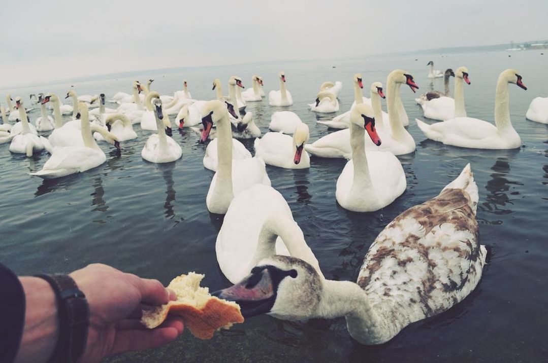 bird, large group of animals, animals in the wild, water, animal themes, sea, animal wildlife, animal, flock of birds, swimming, swan, nature, water bird, human body part, outdoors, day, people