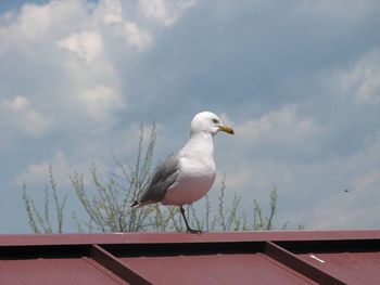 Low angle view of seagulls perching on wall