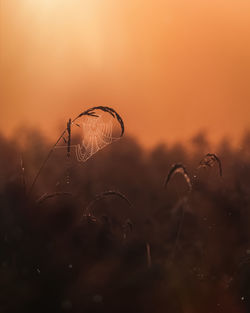 Close-up of illuminated light at sunset