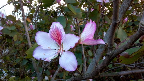 Close-up of pink flowers