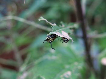 Close-up of insect on leaf