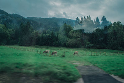 Flock of sheep on field