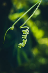Close-up of green leaf