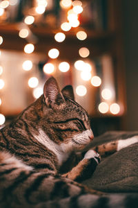 Close-up of cat sleeping on bed