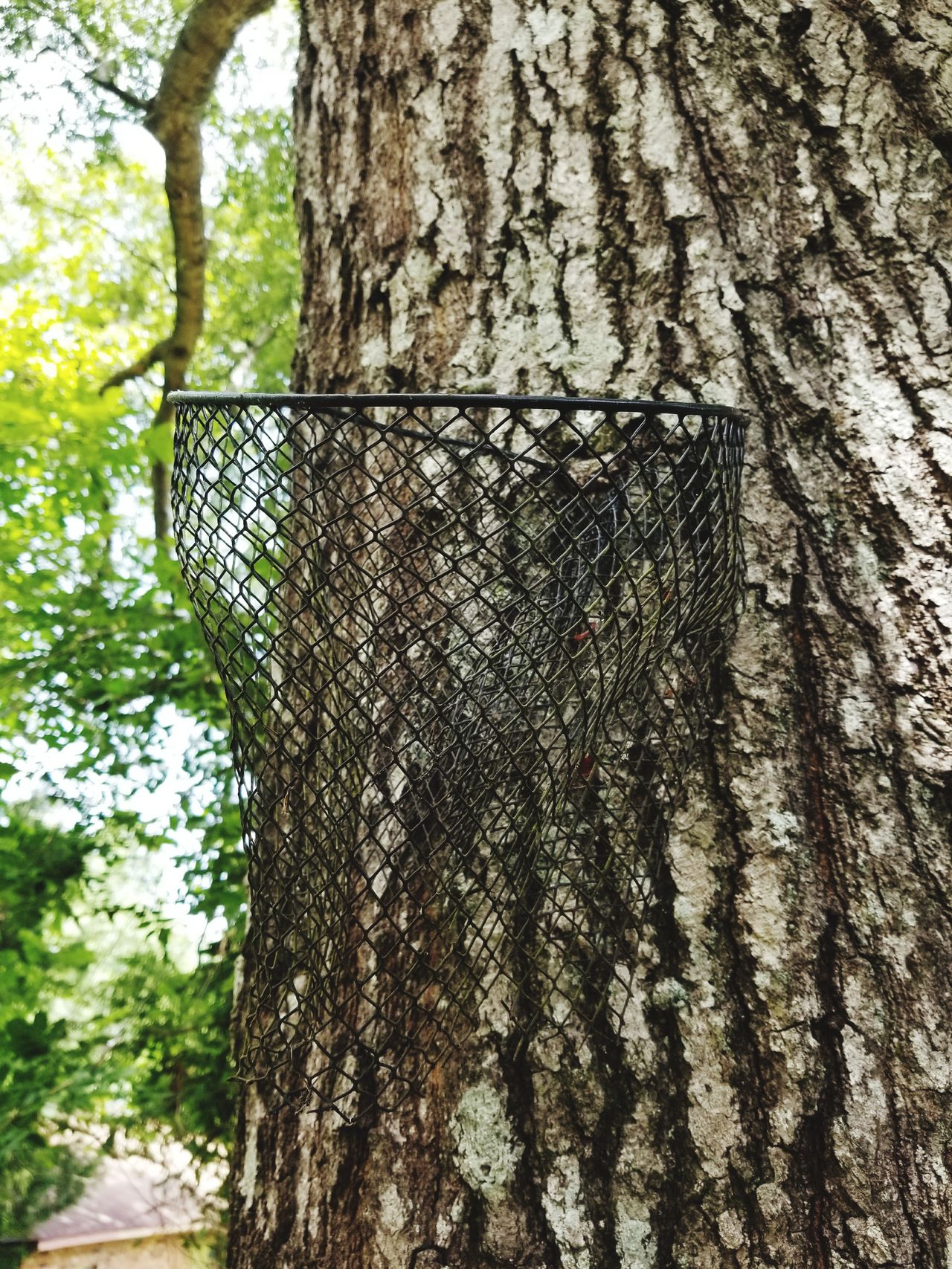 Wire basket grew into tree