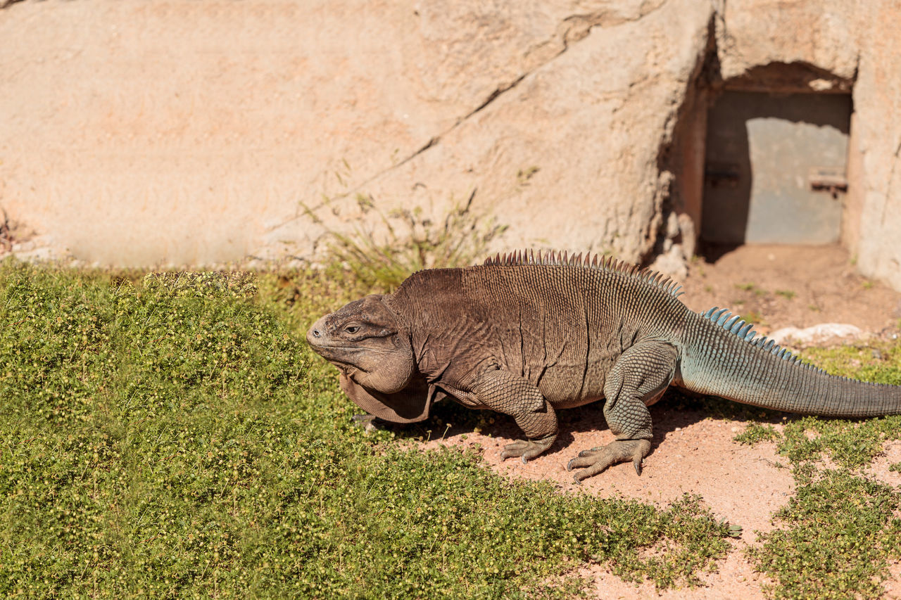 Anegada ground iguana