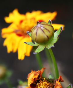 Close-up of yellow flower blooming outdoors