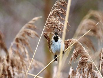 Close-up of bird perching on a reed