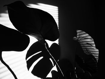 Close-up of white rose holding leaf against black background