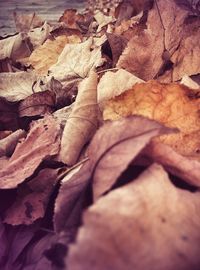 Full frame shot of leaves