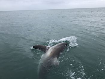 Low section of person swimming in sea