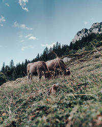 Horse in a field