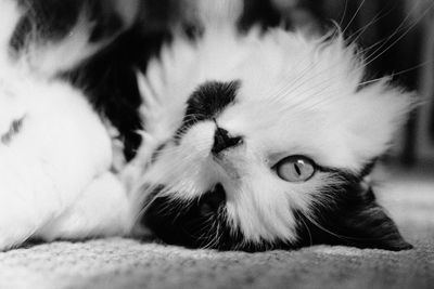 Close-up portrait of a cat