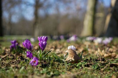 Purple crocus flowers on field during sunny day