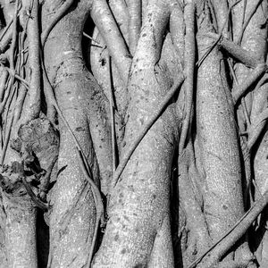 Full frame shot of tree trunk