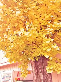 Autumnal leaves on tree trunk