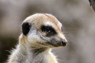 Close-up of meerkat