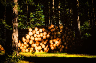 Stack of logs in forest