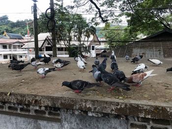 Birds in park against sky