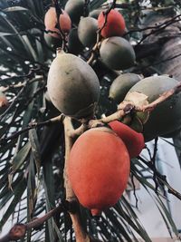 Close-up of fruits growing on tree